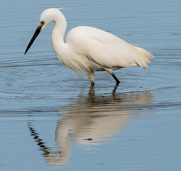 Little Egret